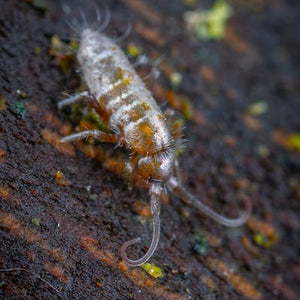 What to Do About Springtails in House