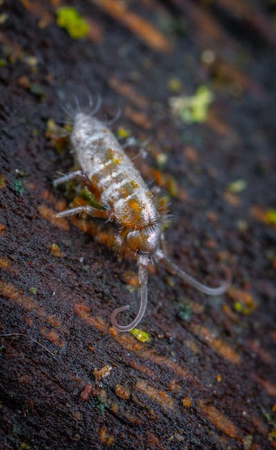 What to Do About Springtails in House