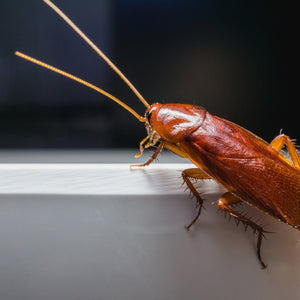 How Do Cockroaches Get In Your House?