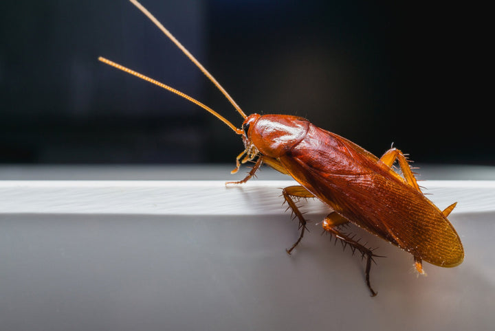 How Do Cockroaches Get In Your House?