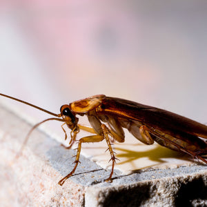 5 Major Residential Pest Control Tips for Every Homeowner