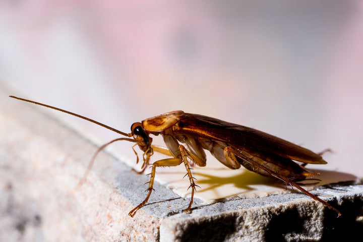 5 Major Residential Pest Control Tips for Every Homeowner