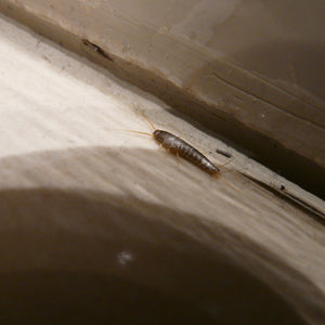 13 Common Places for Silverfish Bugs In House