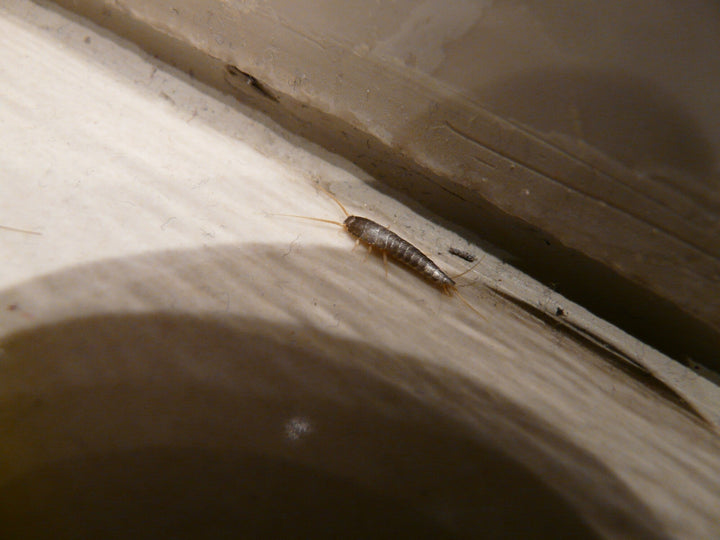 13 Common Places for Silverfish Bugs In House – Remedy, DIY Pest