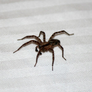 How and Why House Spiders Are Infesting Your Home