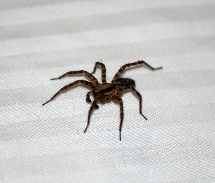 How and Why House Spiders Are Infesting Your Home