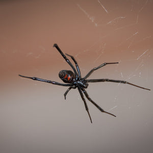 How to Get Rid of a Garage Spider Infestation