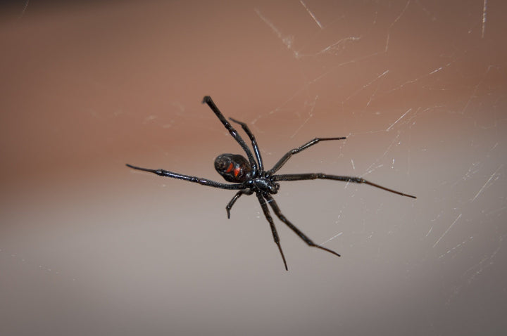 How to Get Rid of a Garage Spider Infestation
